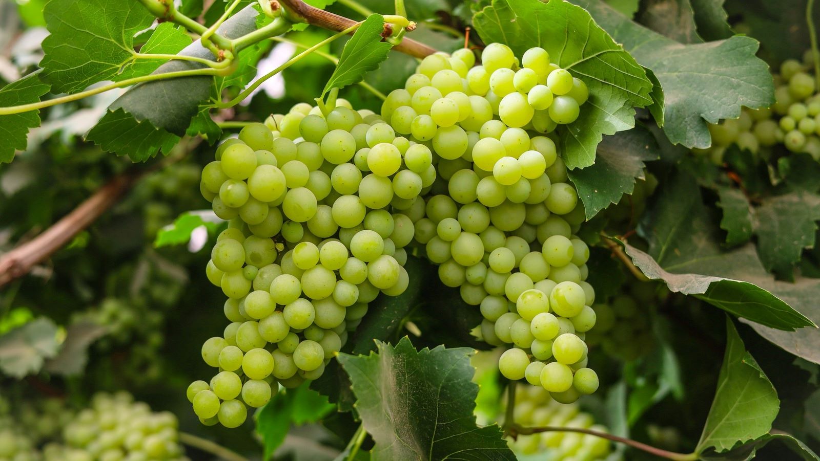 13-facts-about-calories-in-green-grapes