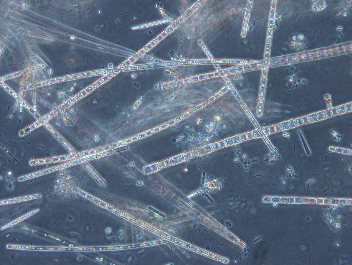 13-facts-about-diatom-algae