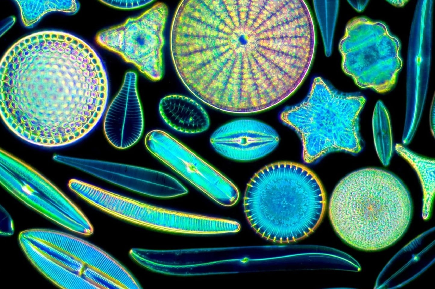13-facts-about-diatoms