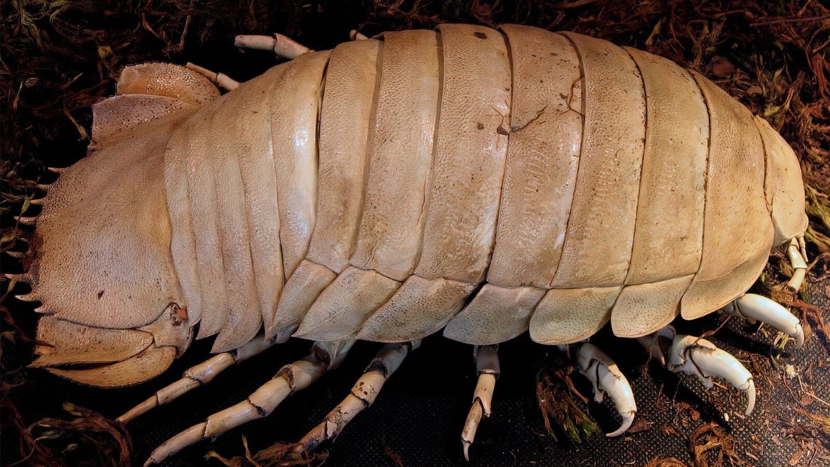 13-facts-about-giant-isopod