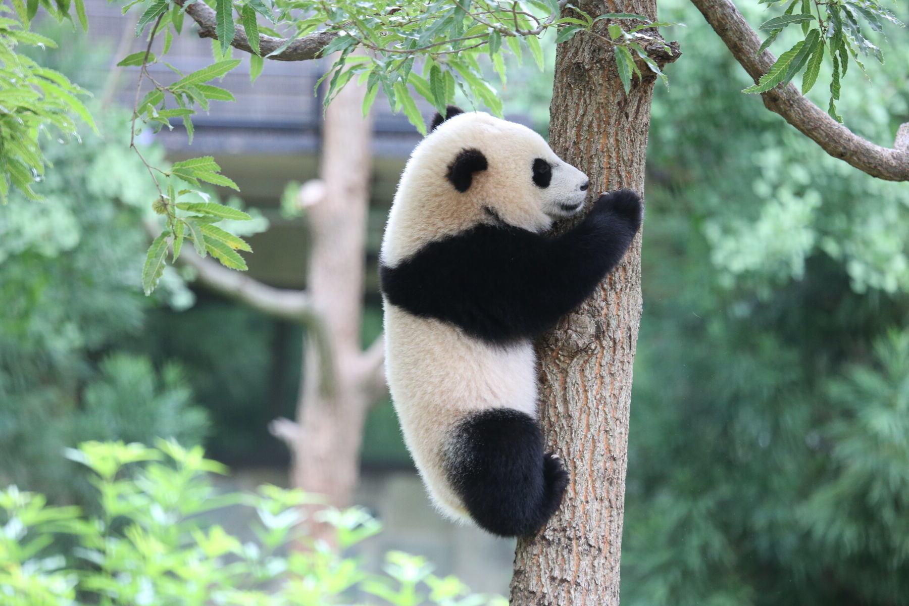 13-facts-about-pandas