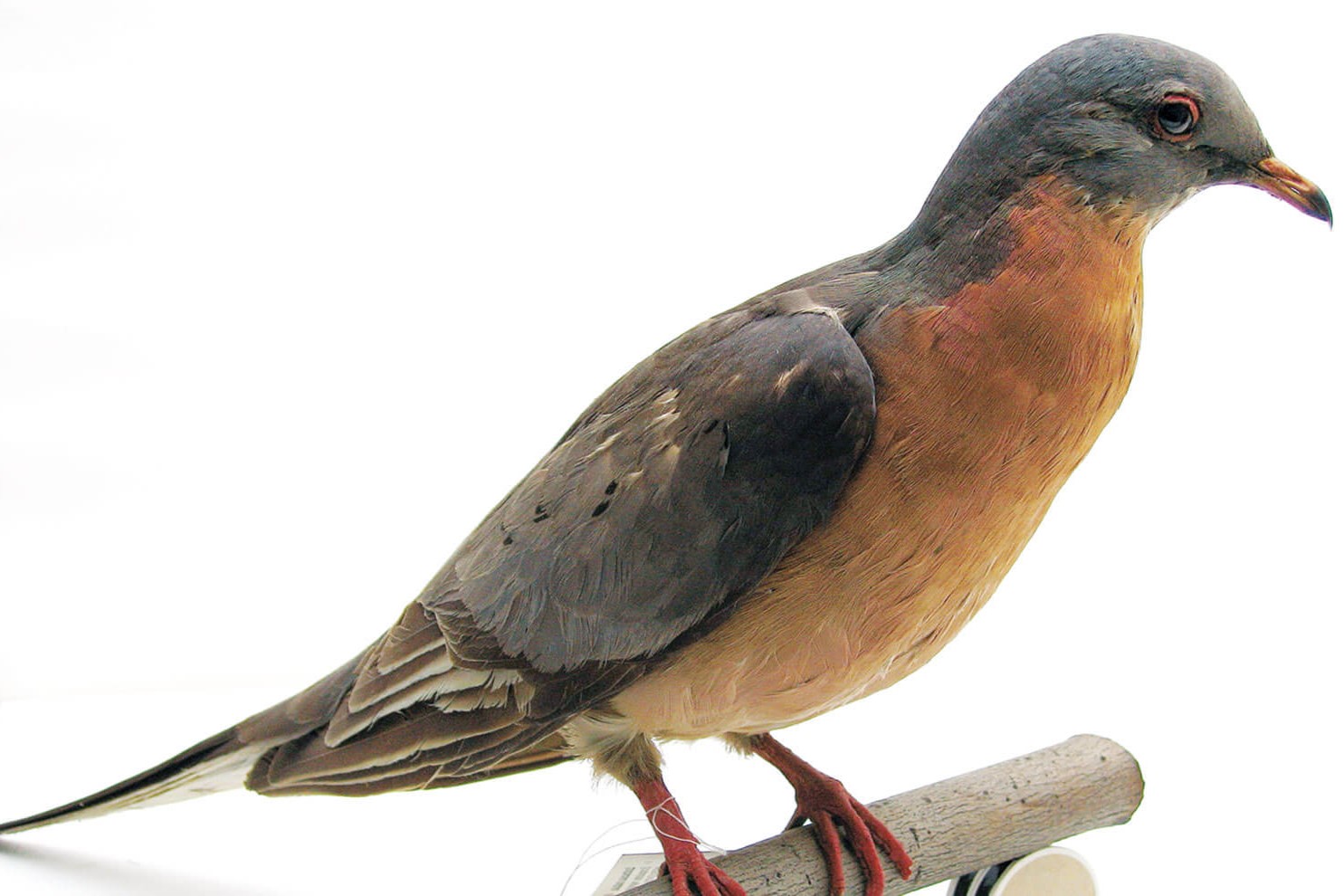 13-facts-about-passenger-pigeon-habitat