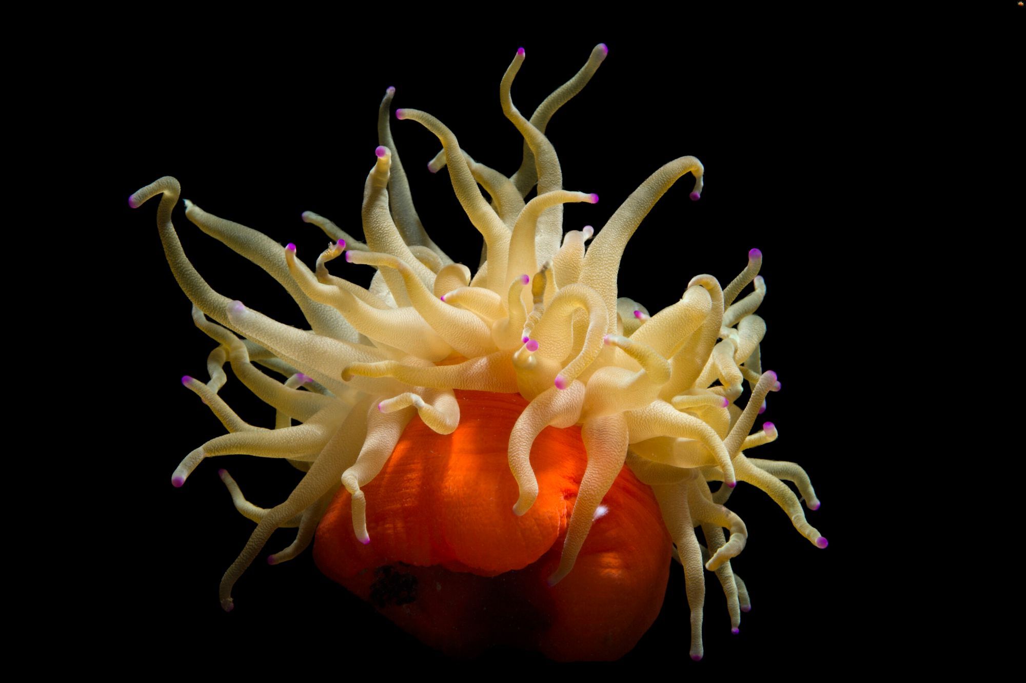 13-facts-about-phylum-cnidaria