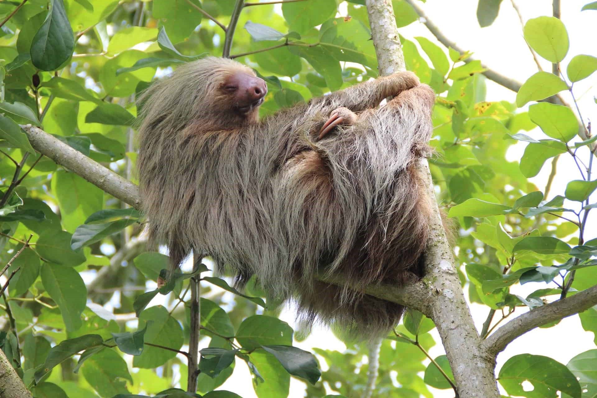 13-facts-about-three-toed-sloth