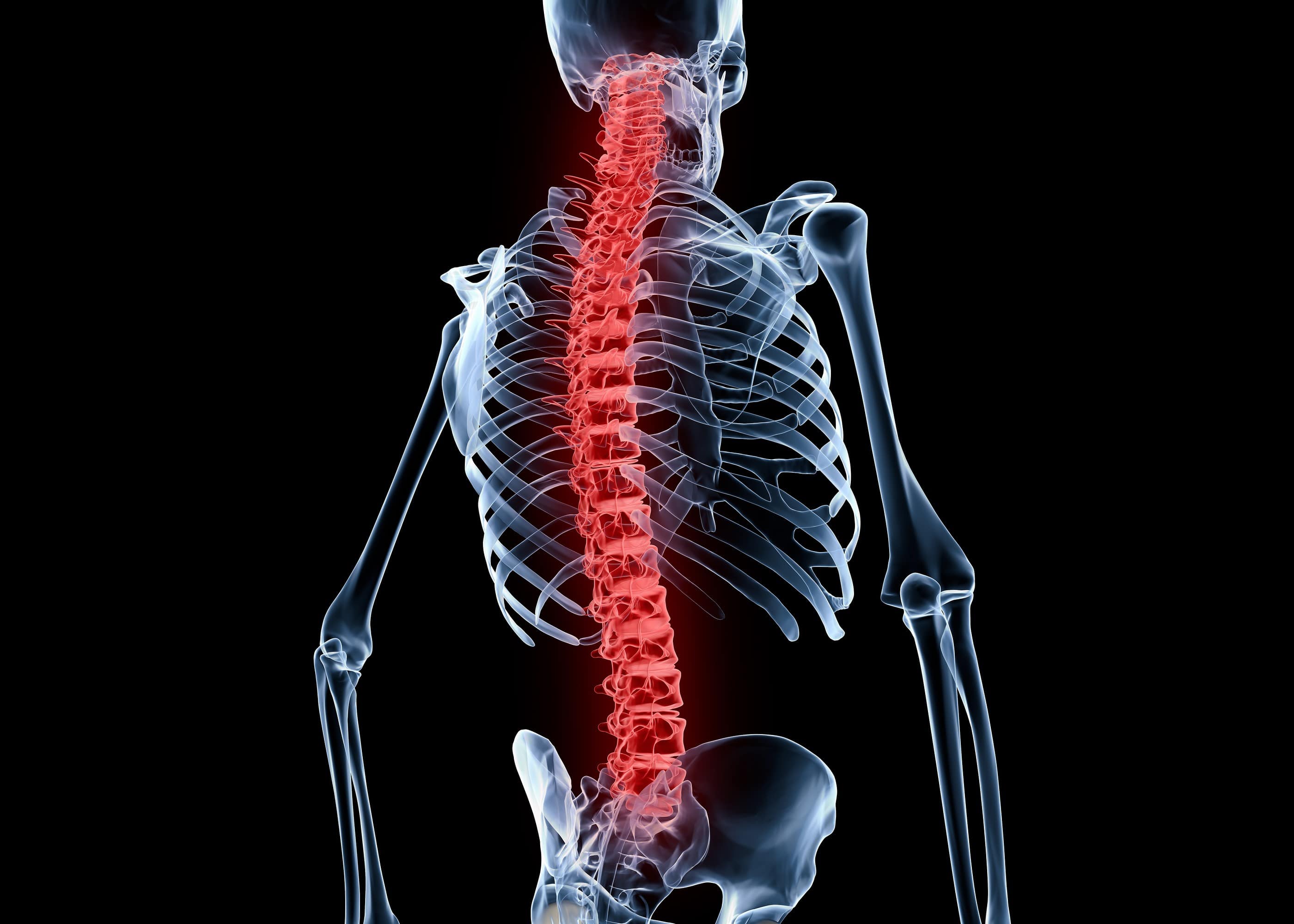 13-facts-about-vertebral-column