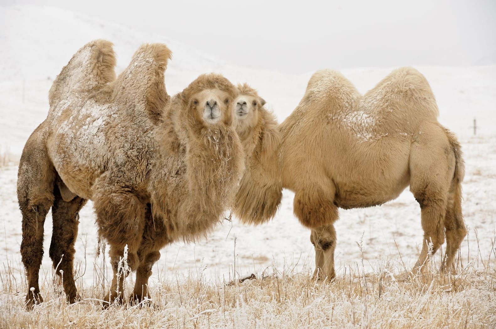 13-facts-about-wild-bactrian-camels