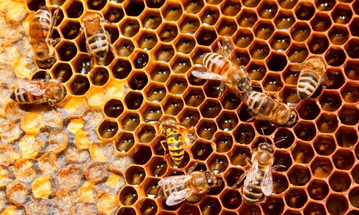 14-facts-about-beehive