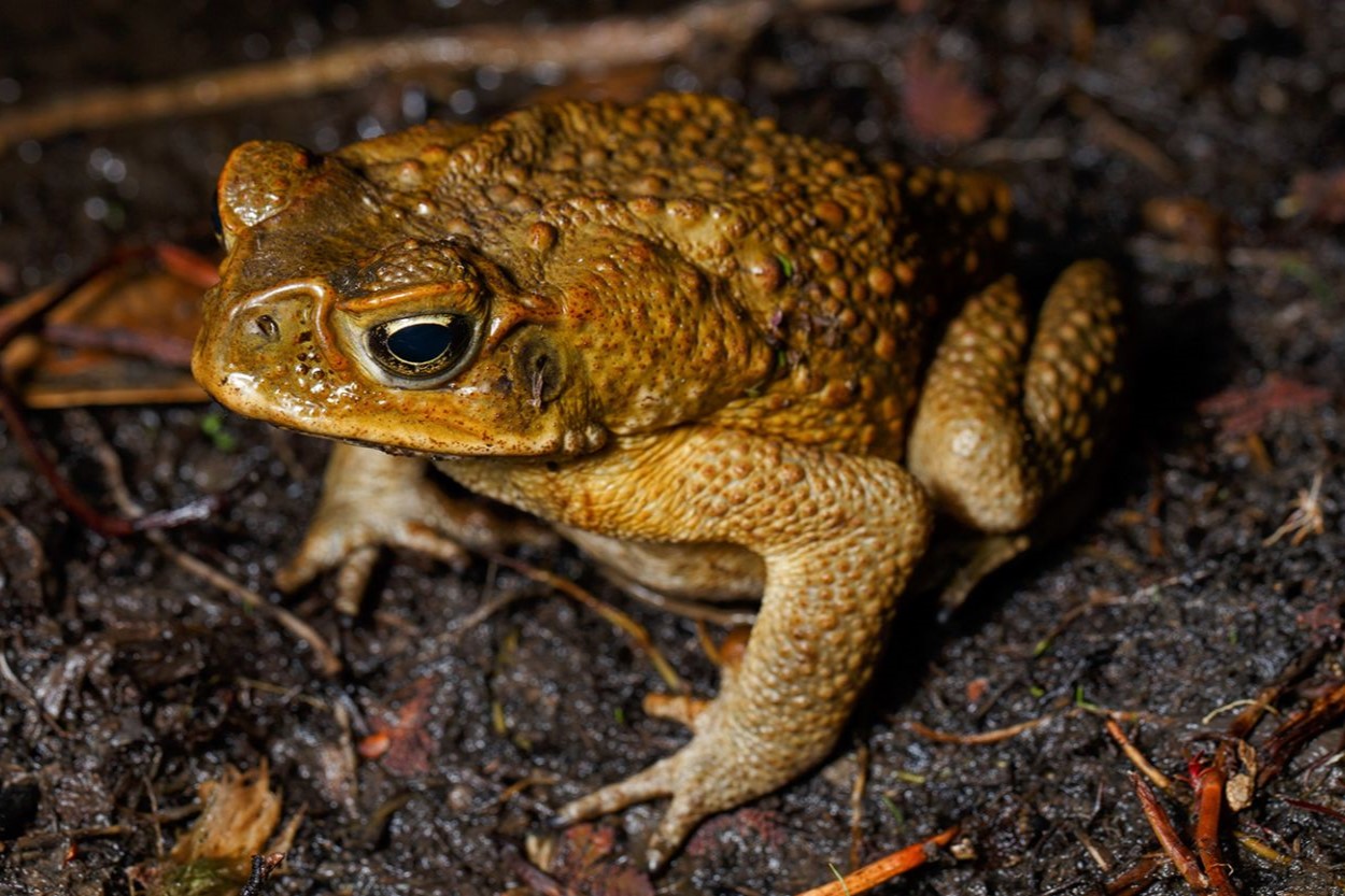 14-facts-about-cane-toads-australia