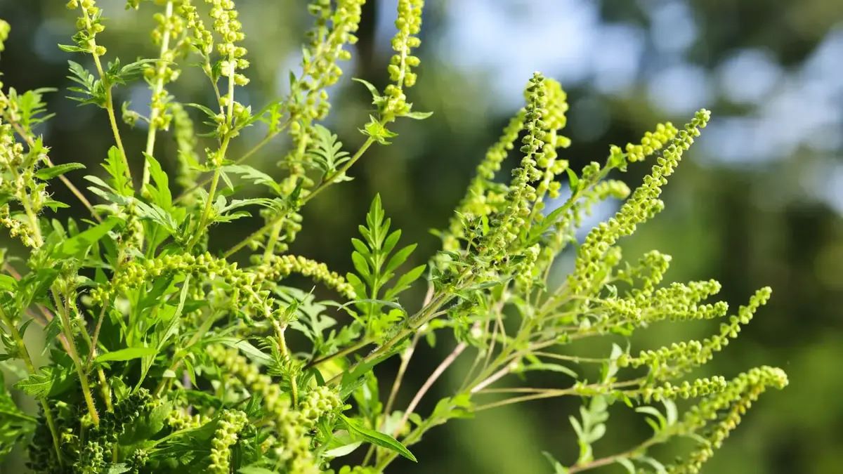 14-facts-about-facts-ragweed