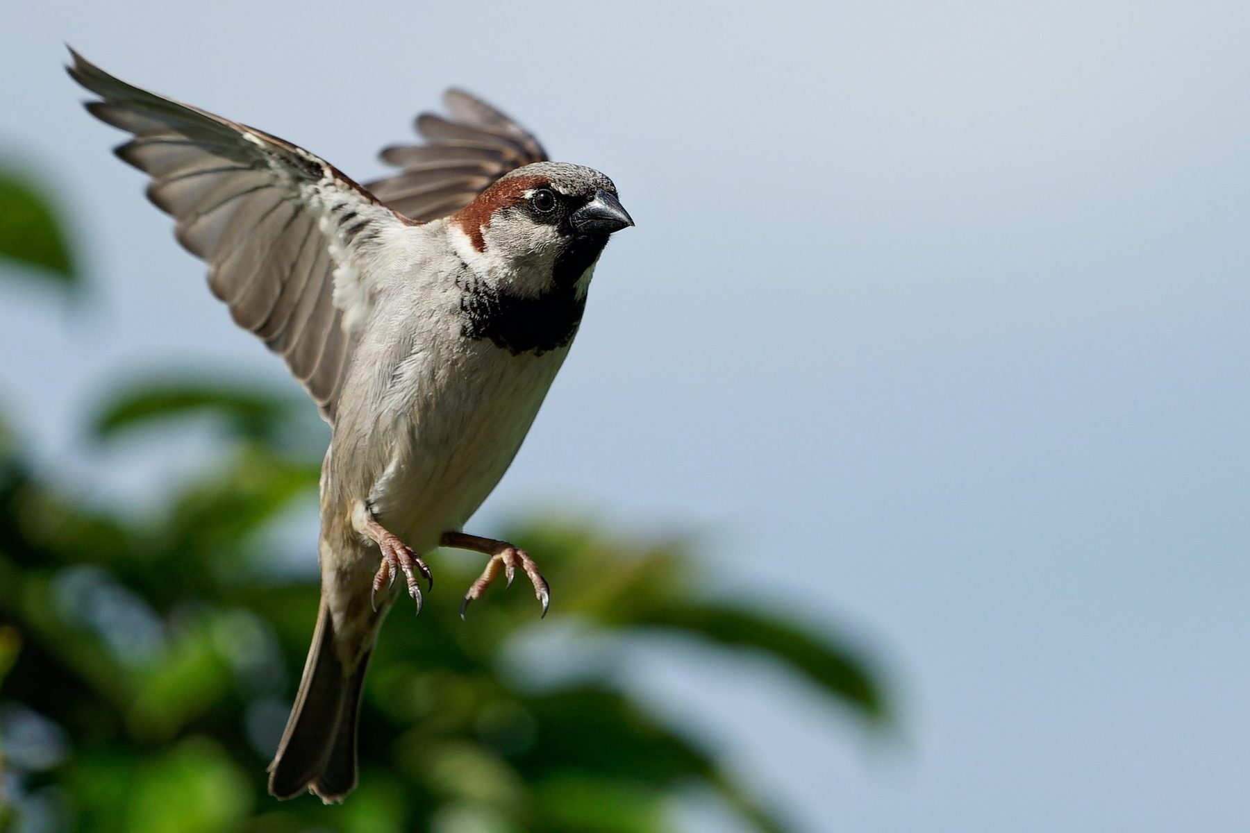 14-facts-about-house-sparrow