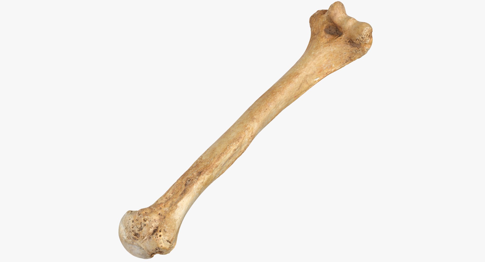 14-facts-about-humerus-bone