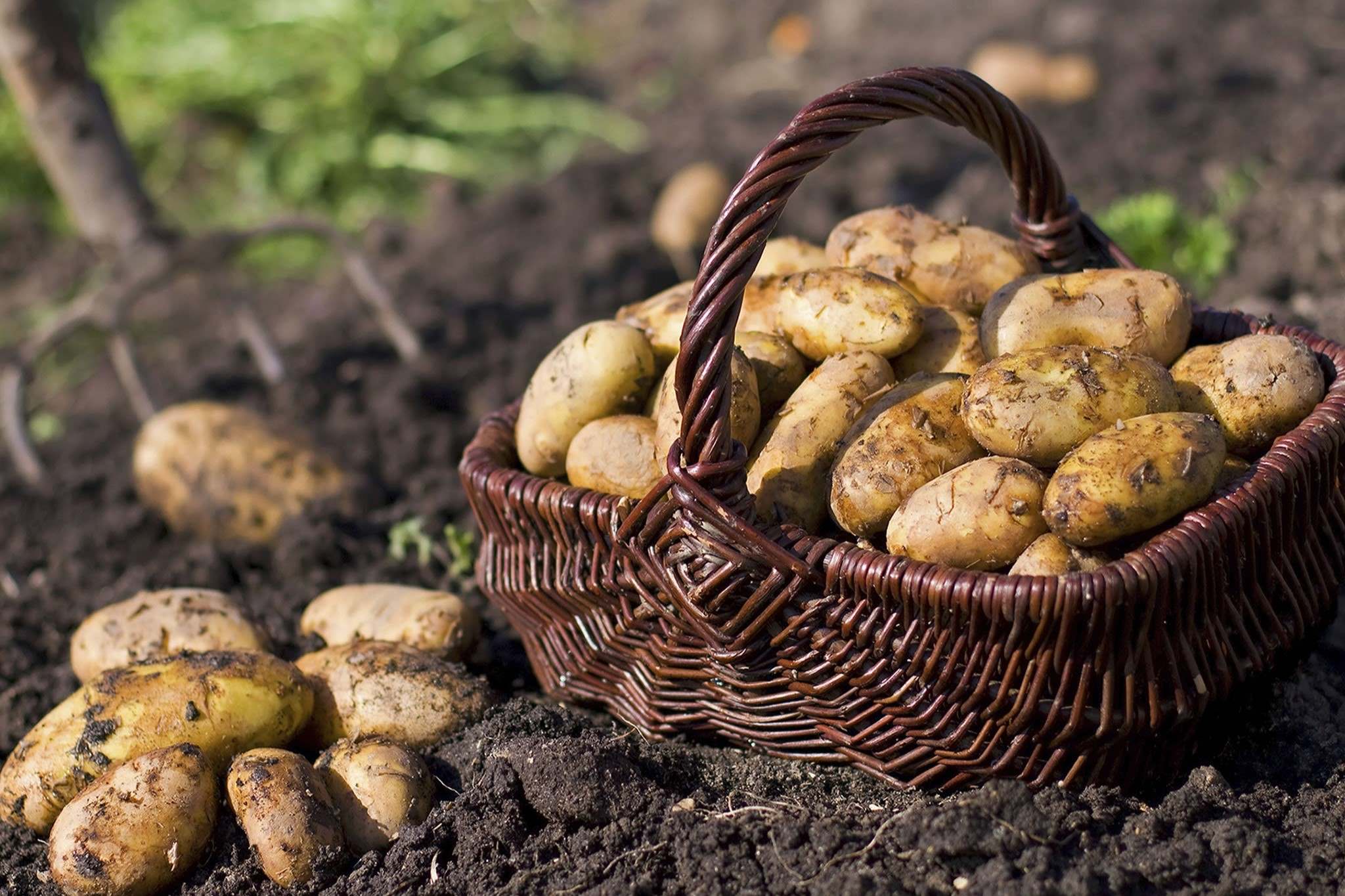 14-facts-about-irish-potato-famine