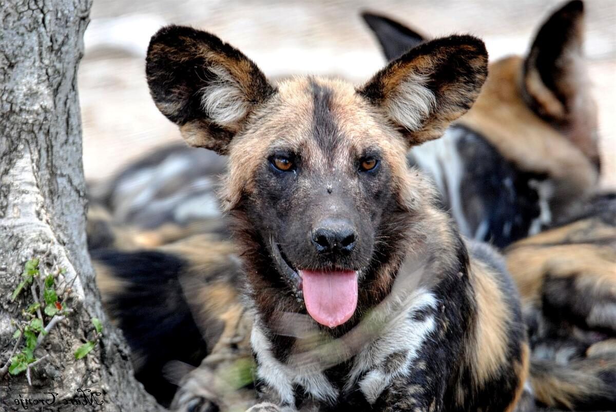 14-facts-about-painted-dog