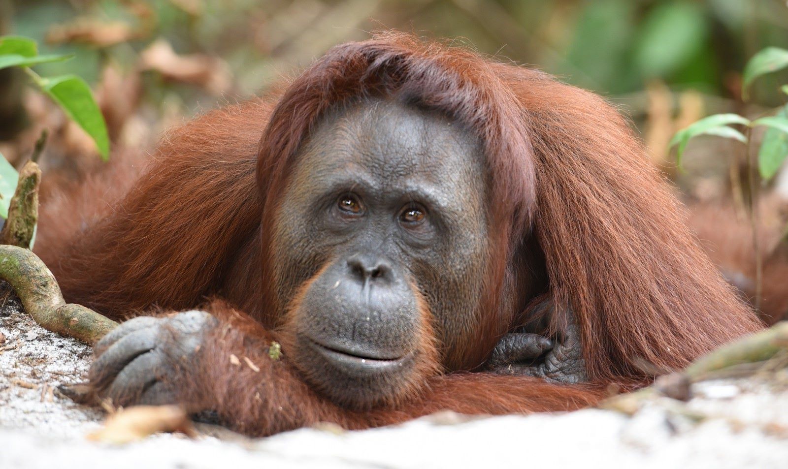 14-facts-about-sumatran-orangutan