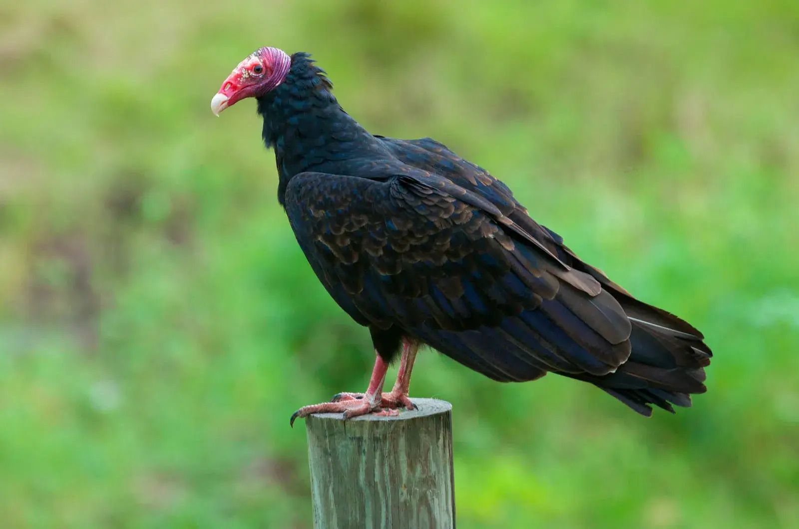 14-facts-about-turkey-vulture