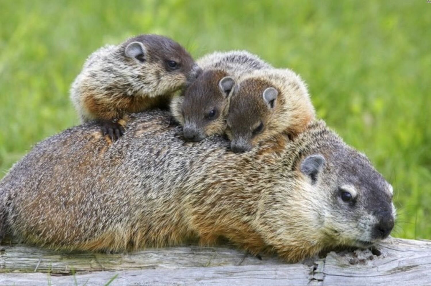 14-facts-about-what-do-groundhogs-do
