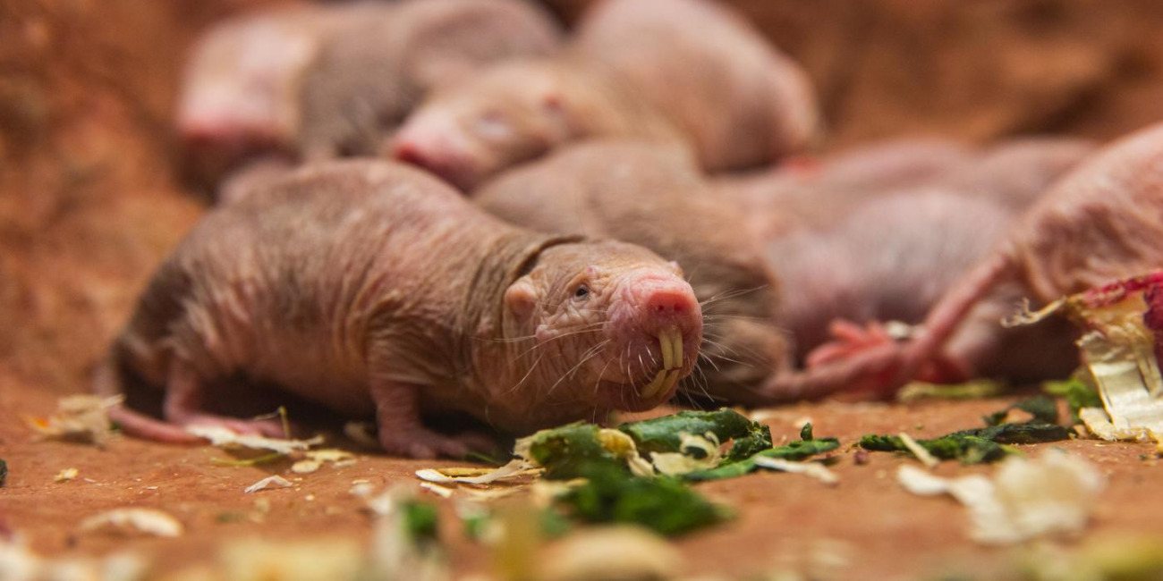 15-facts-about-are-mole-rats-dangerous