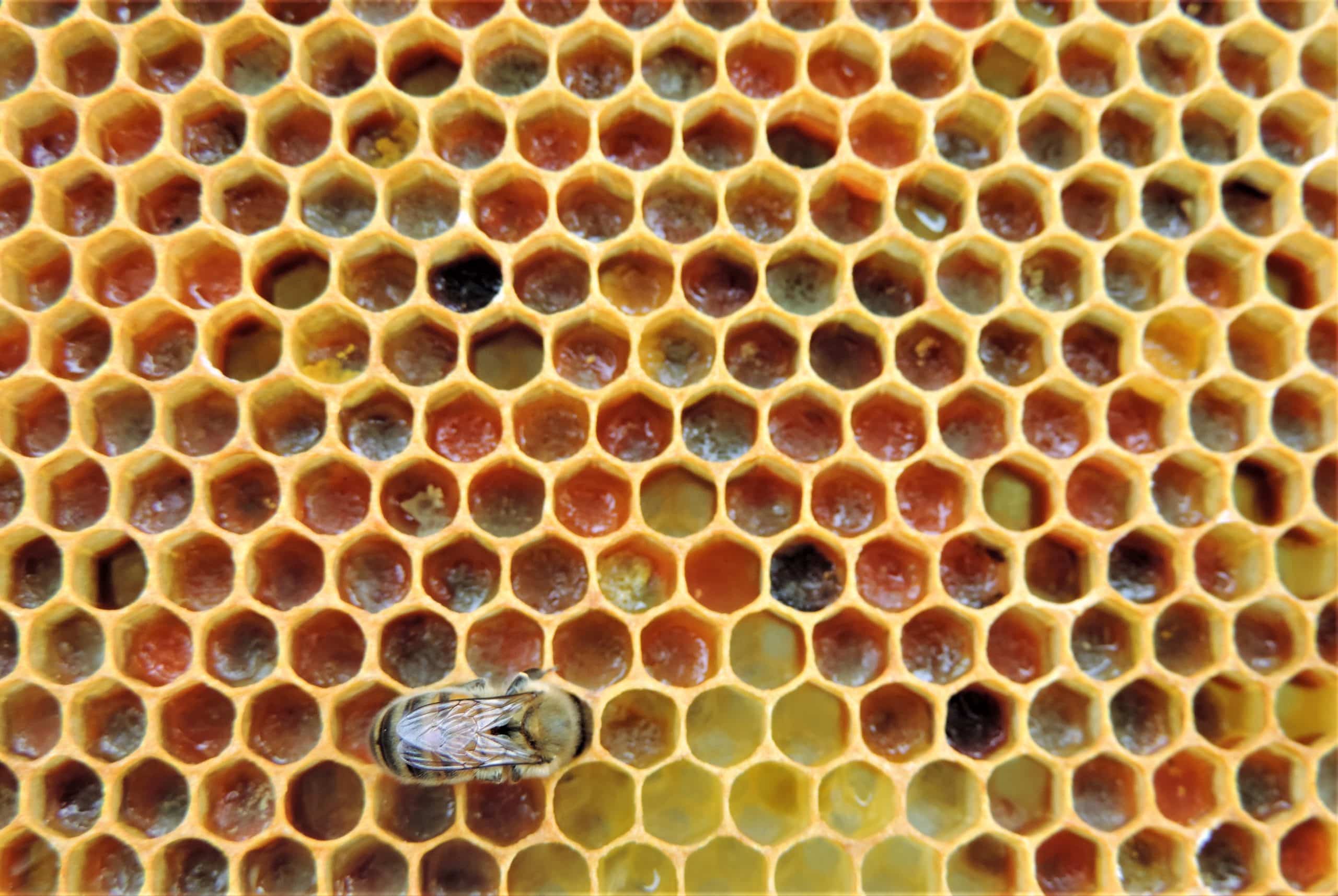 15-facts-about-bees-and-hives