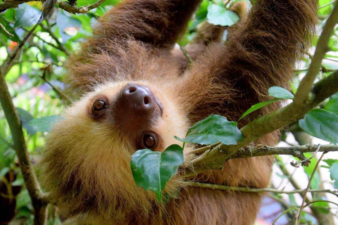 15-facts-about-brown-sloth