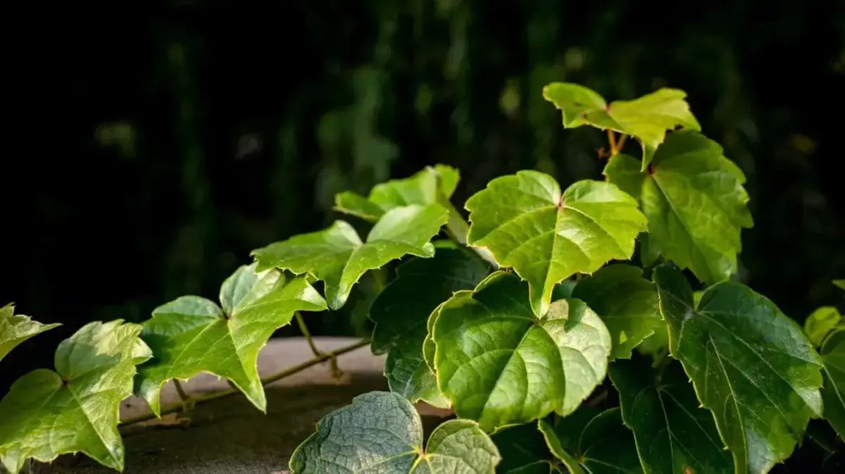 15-facts-about-english-ivy
