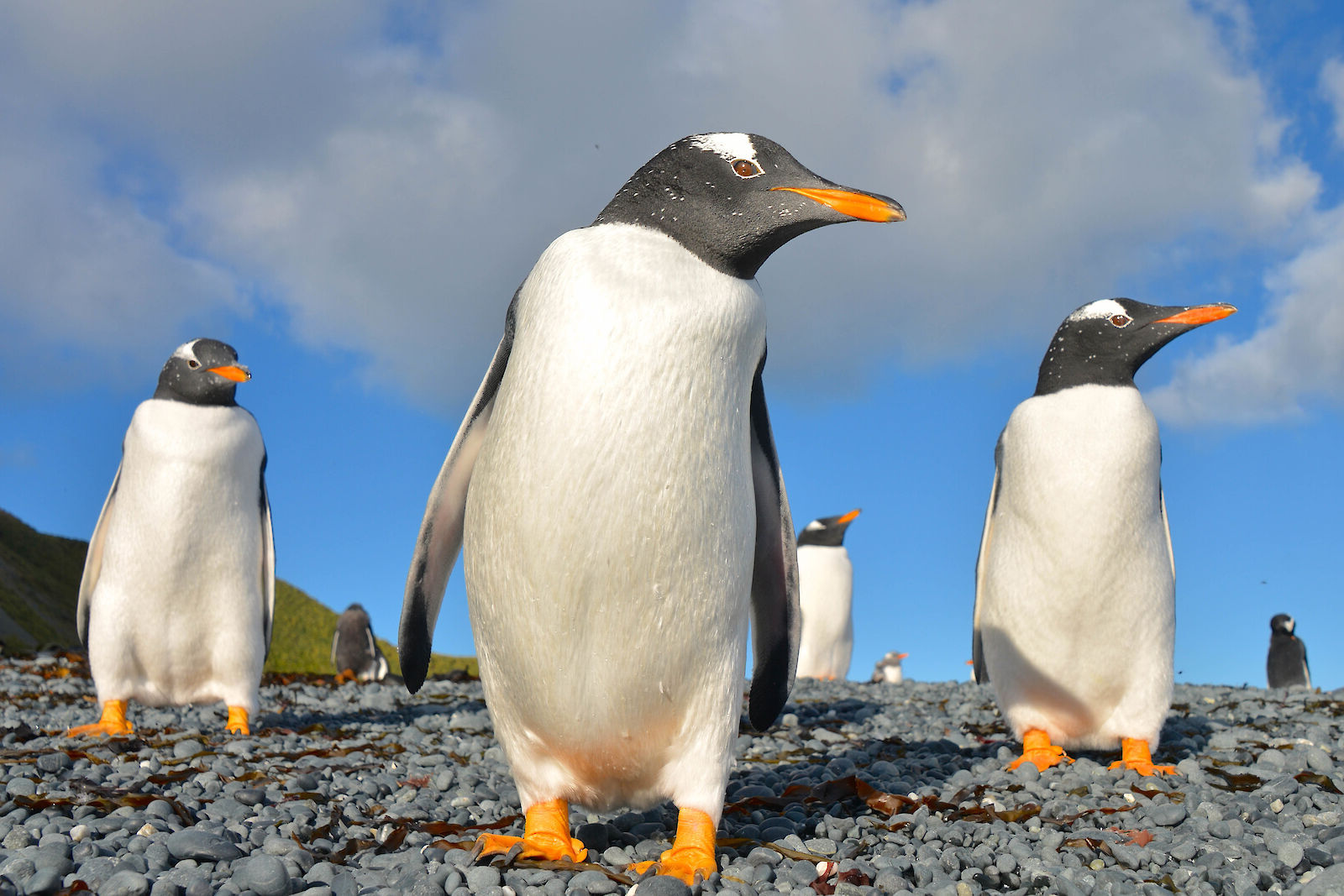 15-facts-about-gentoo-penguin-habitat