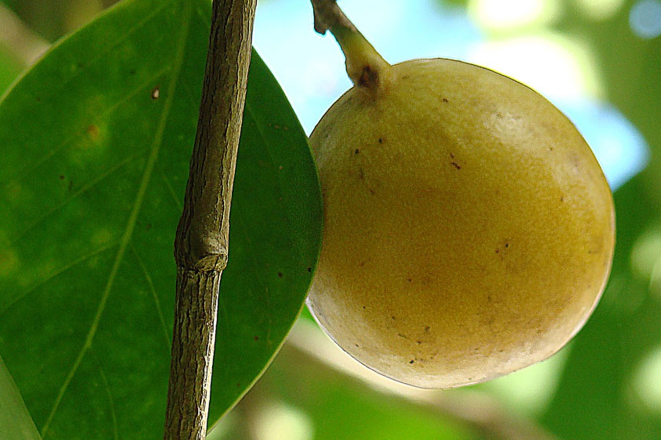 15-facts-about-manchineel-tree-location