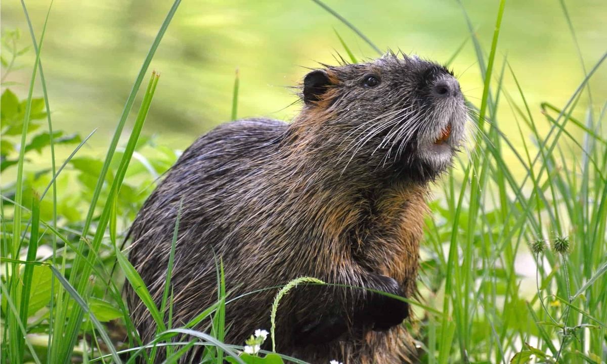 15-facts-about-nutria-animal