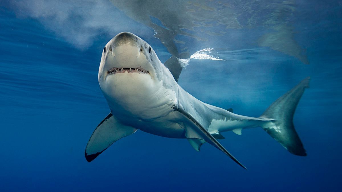 15-facts-about-shark-finning