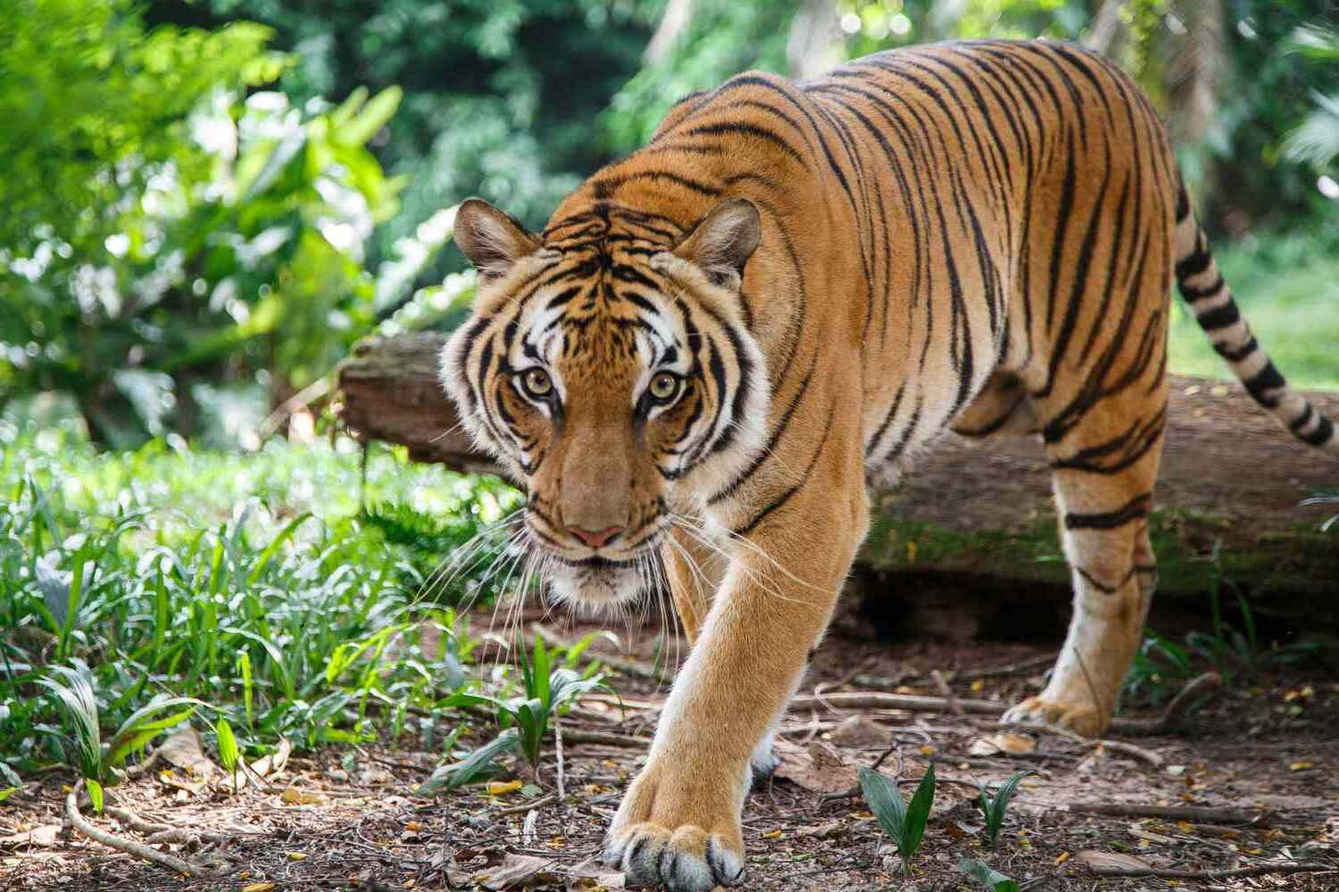 15-facts-about-siberian-tiger