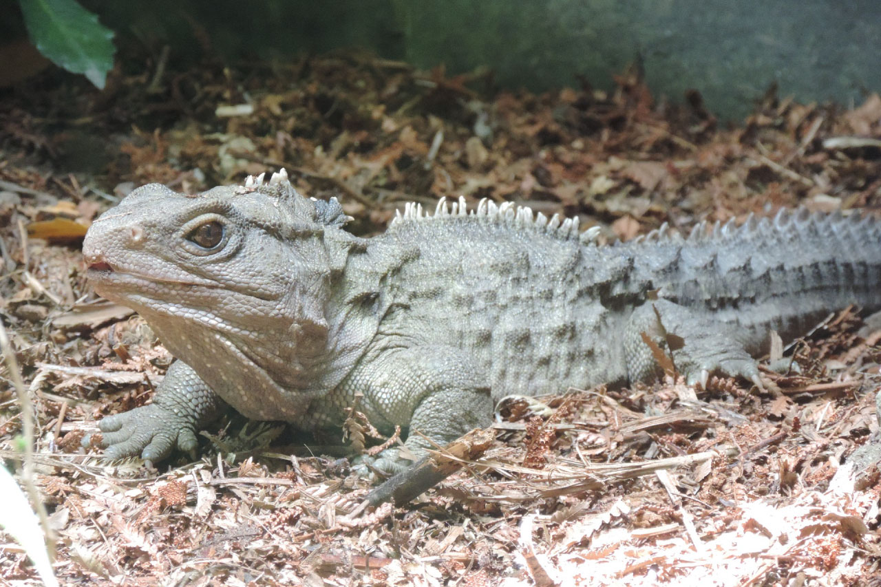 15-facts-about-tuatara