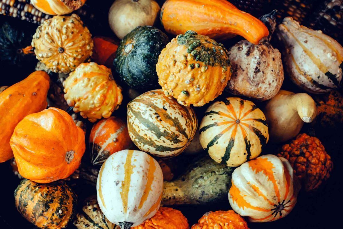 15-facts-about-winter-squash-nutrition