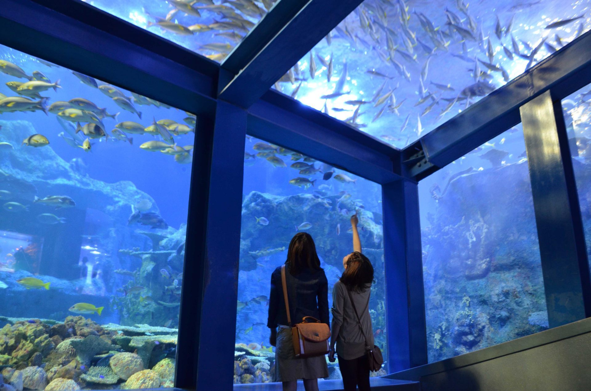 17-facts-about-toba-aquarium