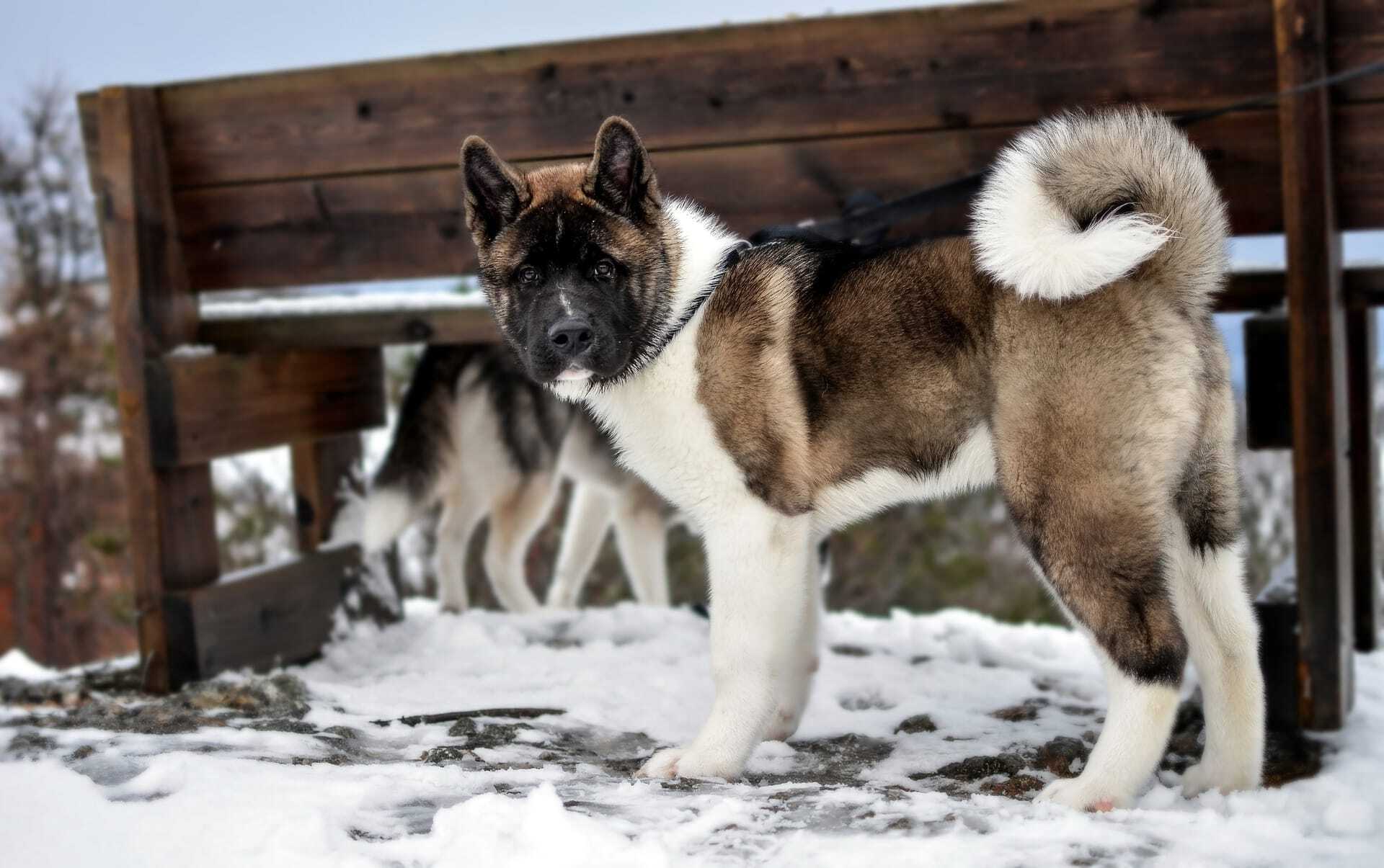18-facts-about-american-akita
