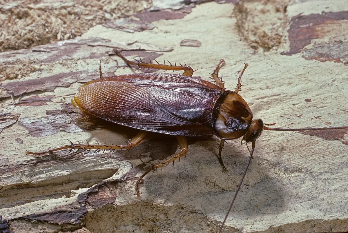 18-facts-about-american-cockroach