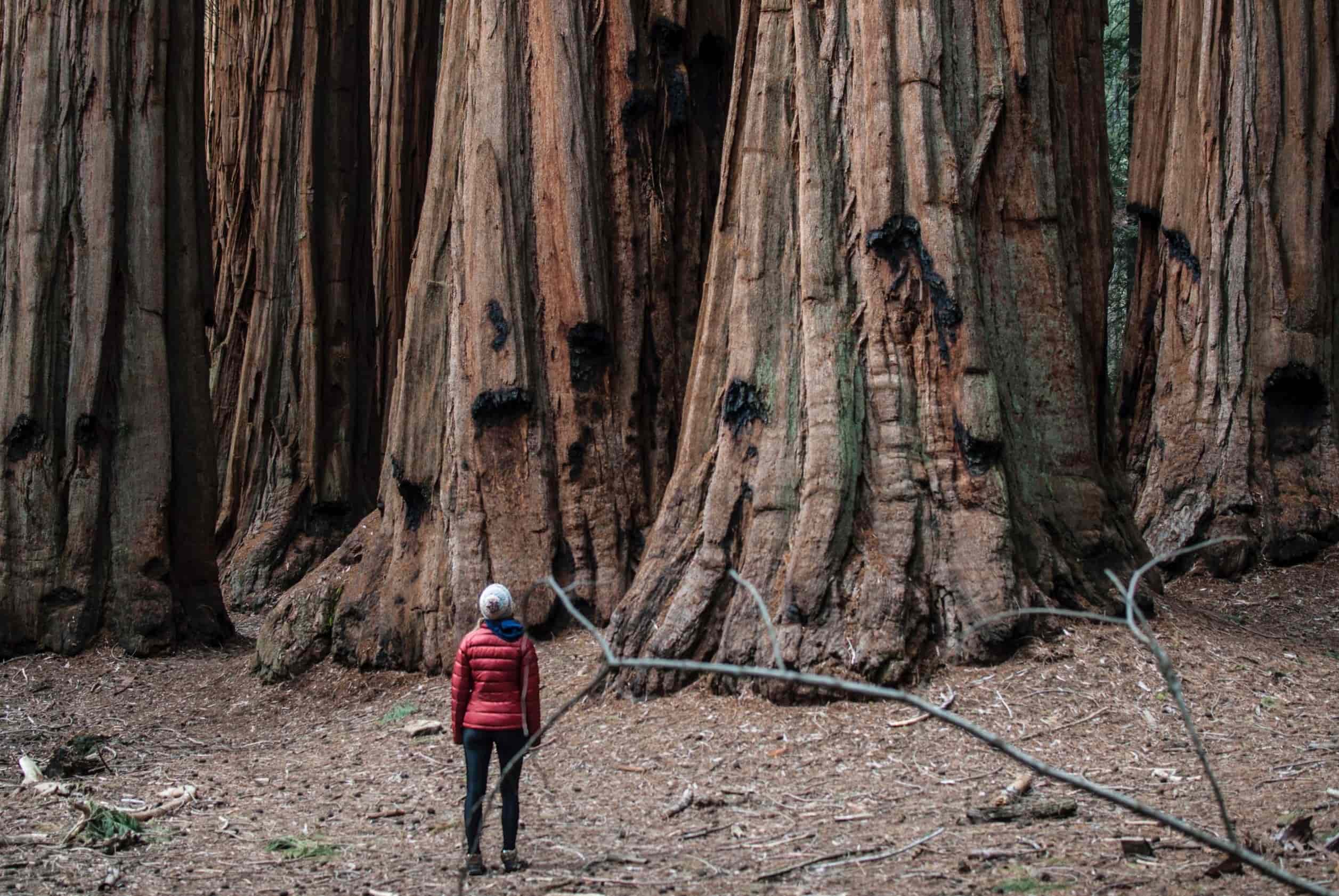 18-facts-about-giant-sequoia-lifespan