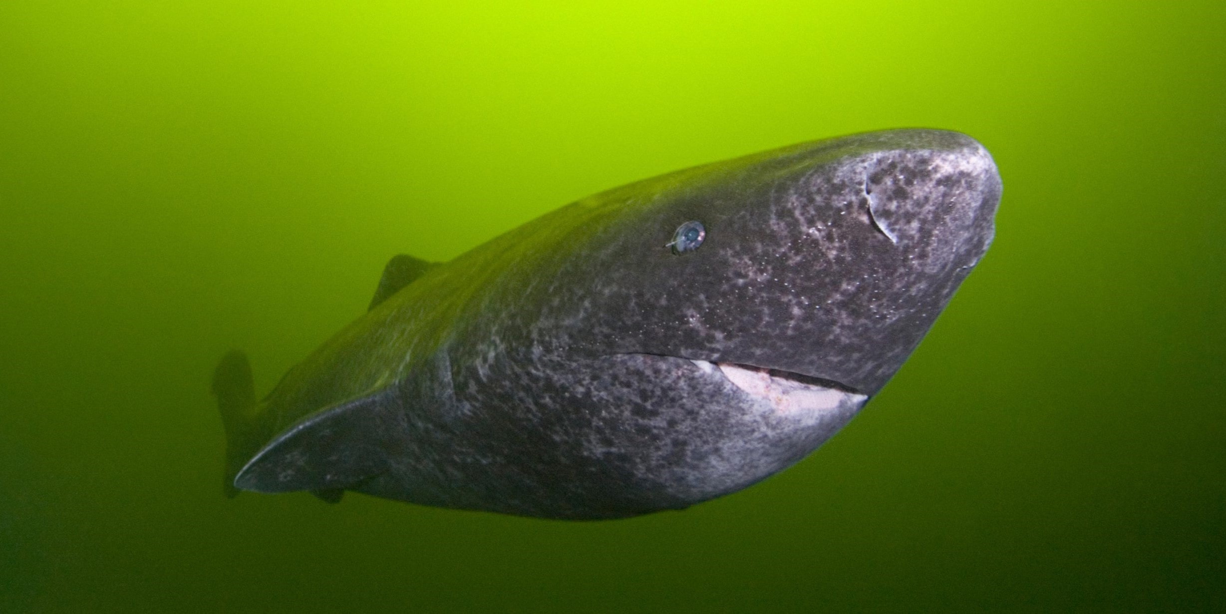 18 Facts About Greenland Shark - Facts.net