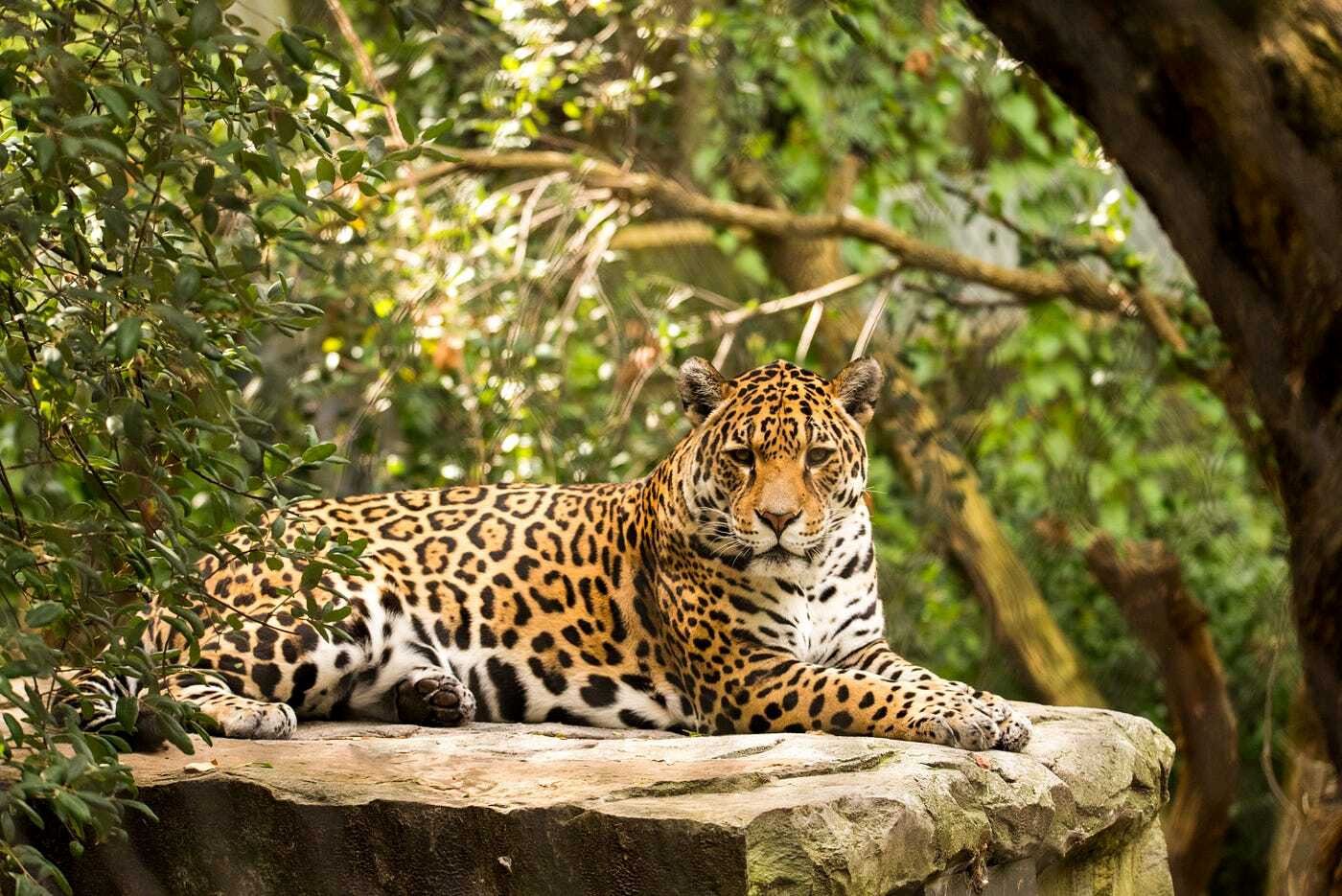18-facts-about-jaguar-habitat