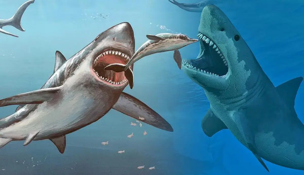 18-facts-about-megalodon-fossil