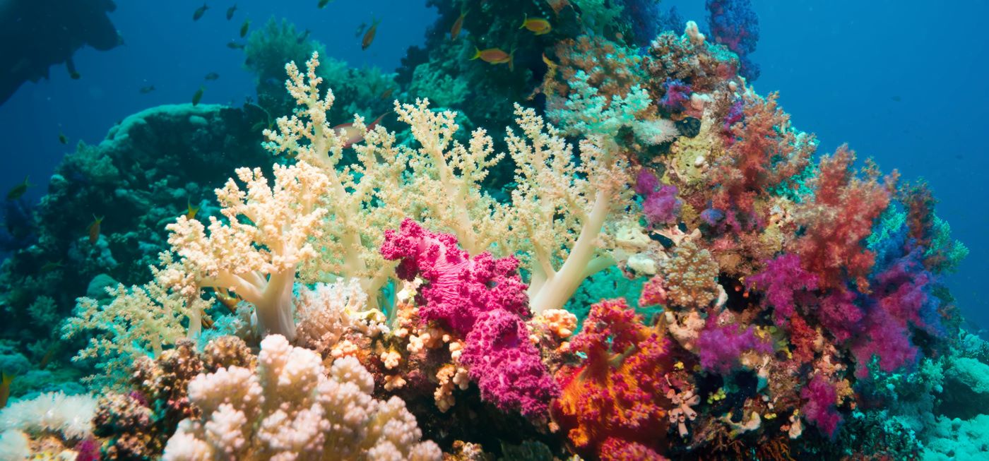 18-facts-about-ocean-habitats