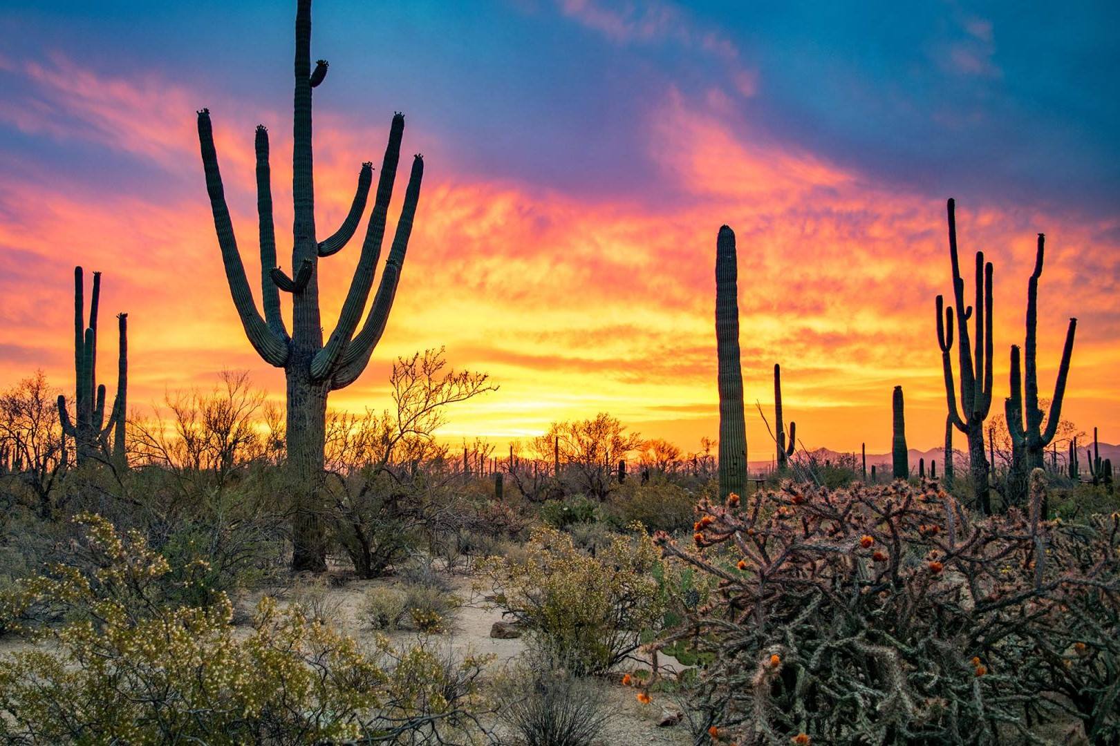 18-facts-about-sonoran-desert