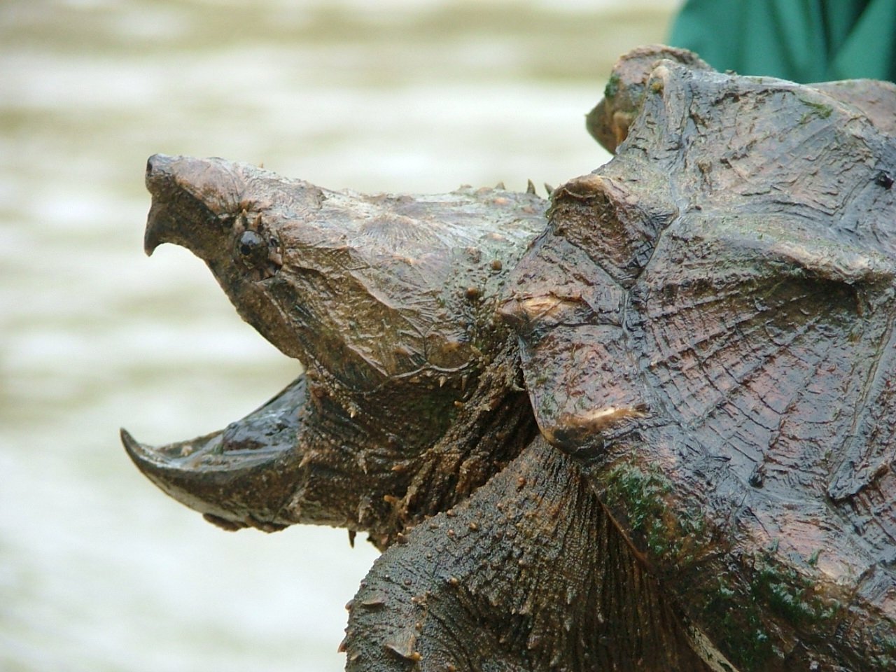 20-facts-about-alligator-snapping-turtle-range
