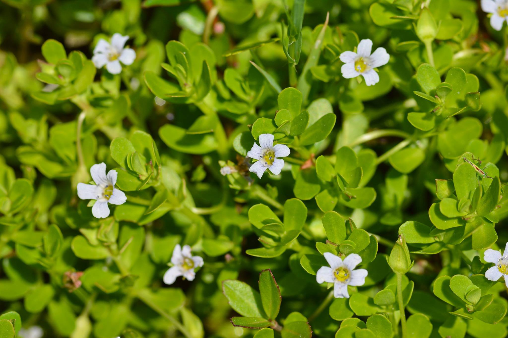 20-facts-about-bacopa-monnieri