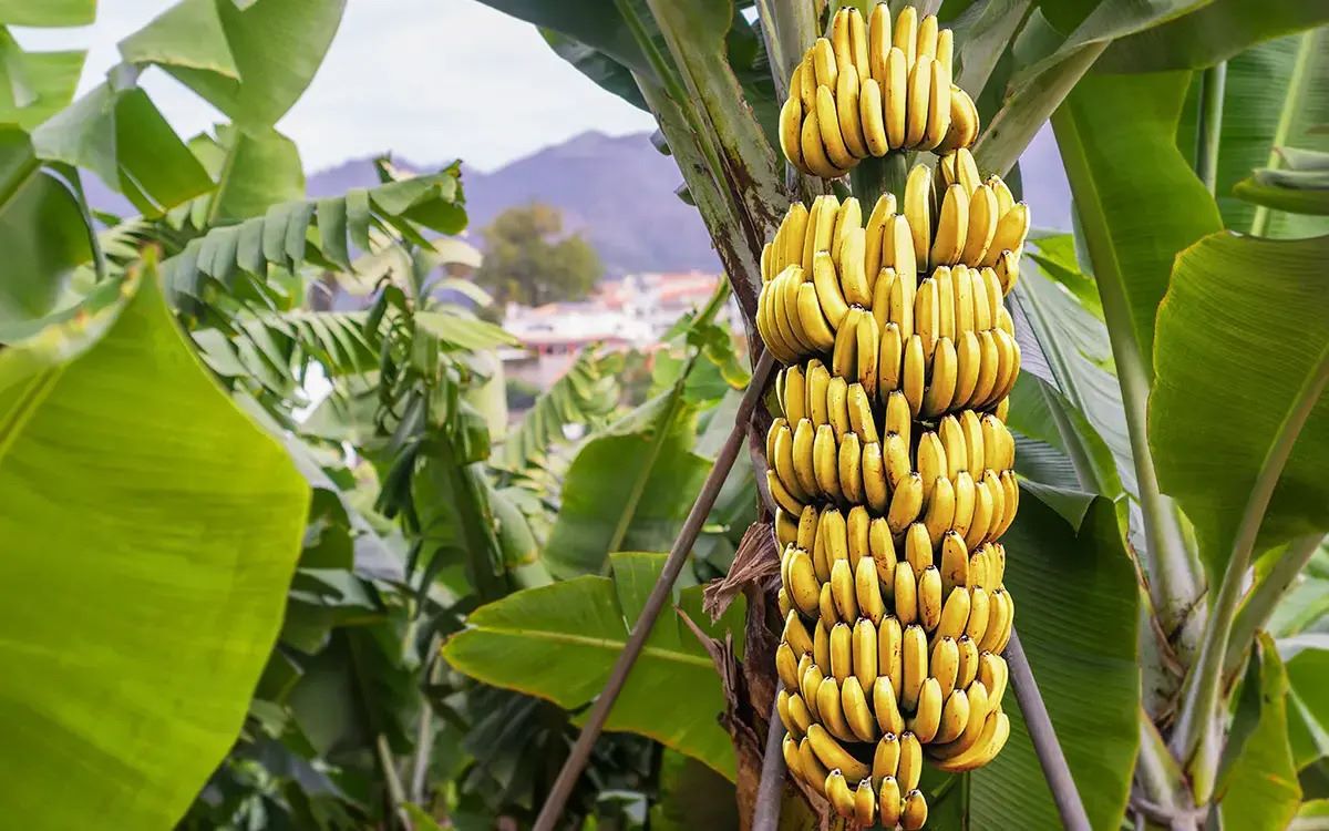 20-facts-about-banana-trees
