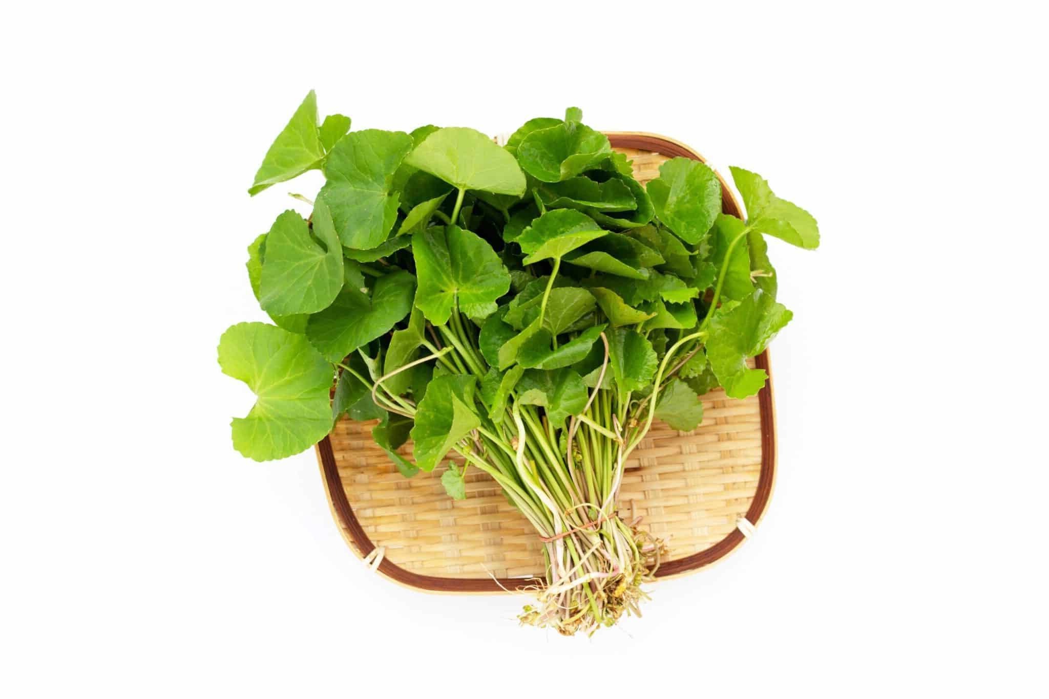 20-facts-about-centella-asiatica