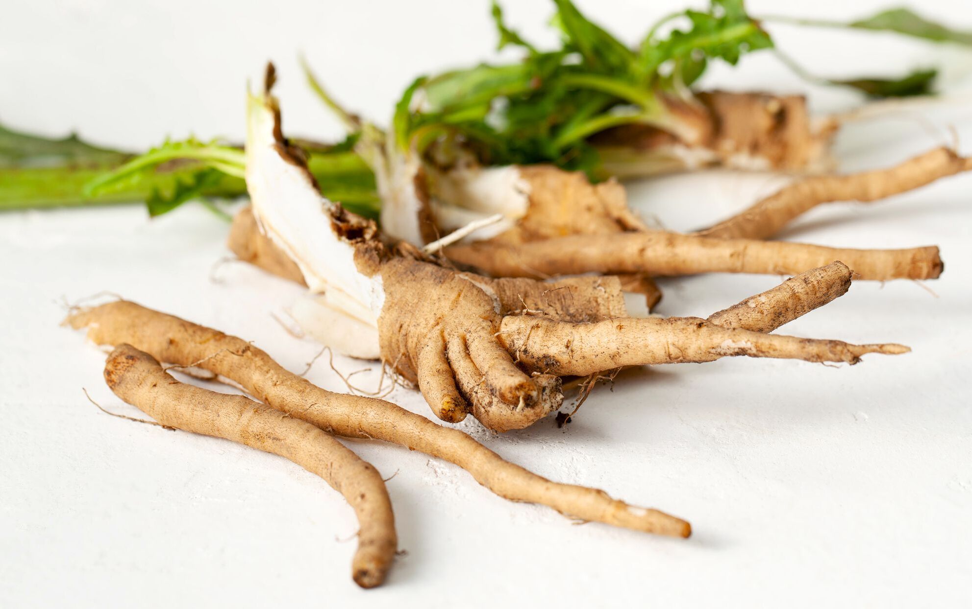 20-facts-about-chicory-root