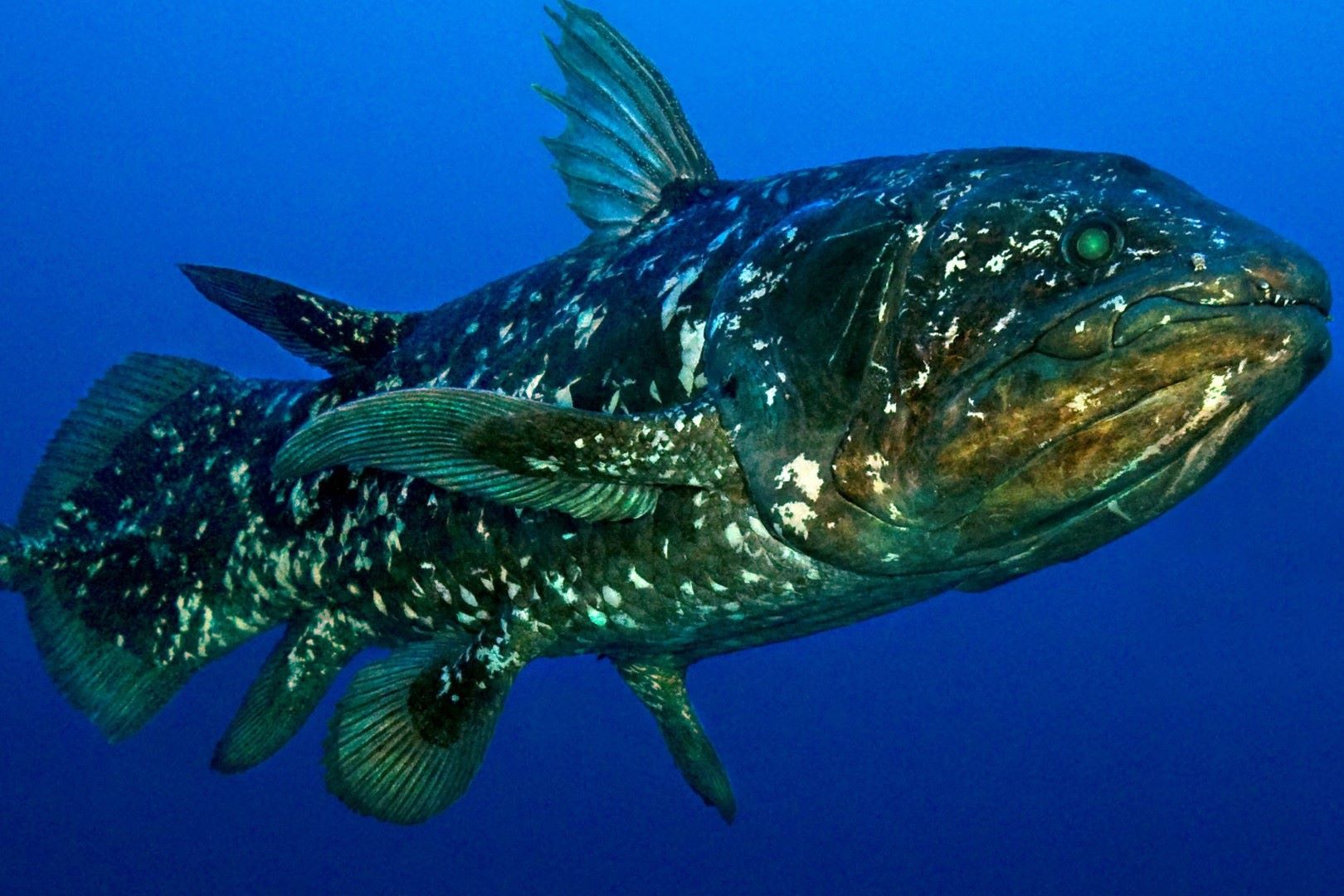 20-facts-about-coelacanth