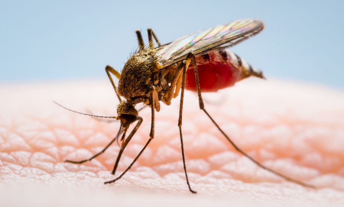 20-facts-about-dengue-virus