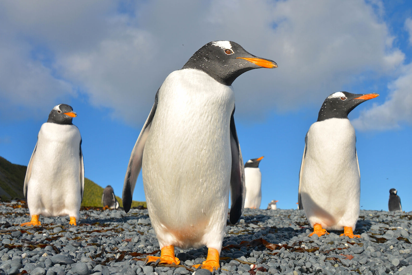 20-facts-about-gentoo-penguin