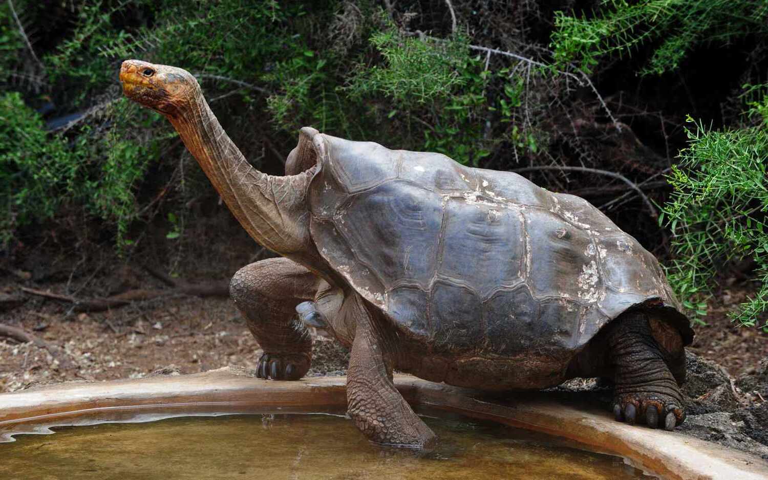 20-facts-about-giant-tortoises