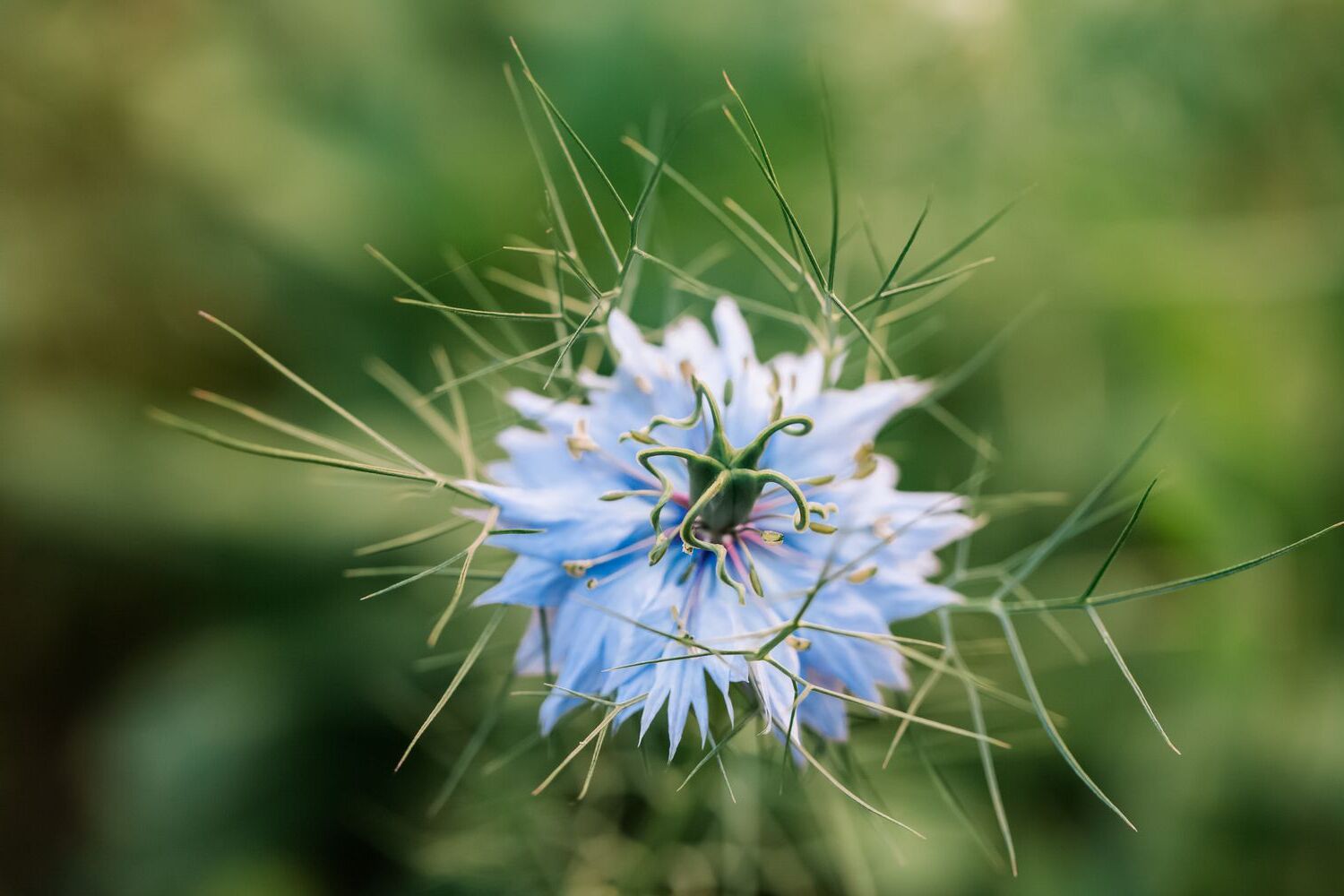 20-facts-about-love-in-a-mist